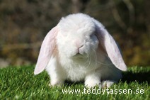 Teddytassens Pralinen (satinrex)